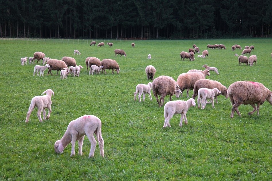 a flock of sheep grazing in the meadow