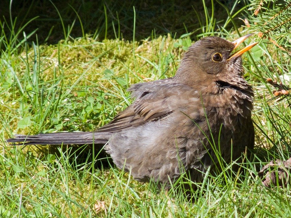 Young bird on the green grass