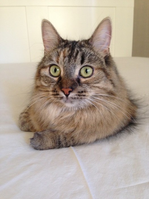 Cat on the bed close-up