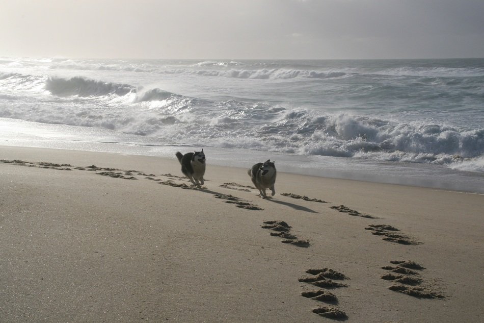 Dogs are running on the beach
