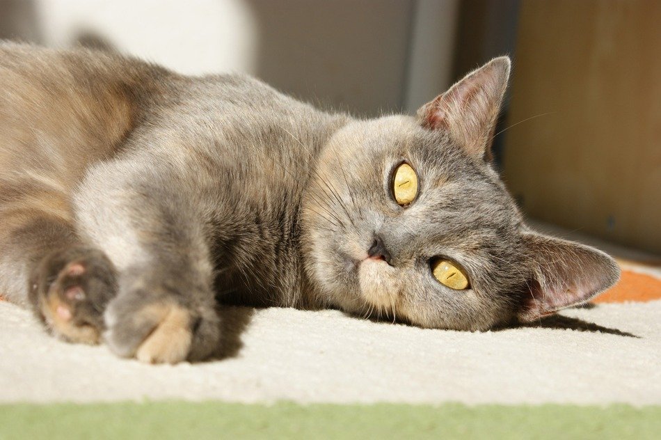 Beautiful lying young cat with bright colorful eyes