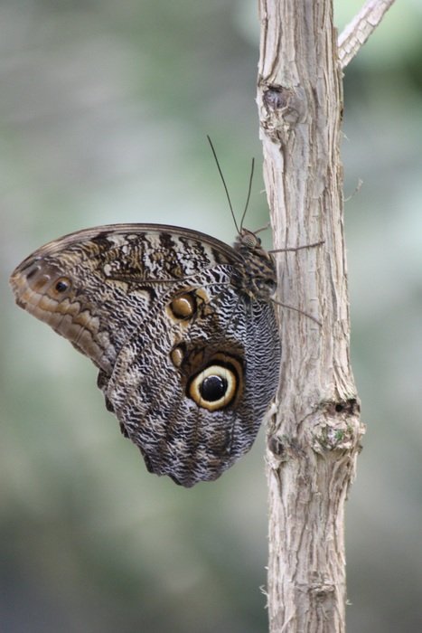 grey Butterfly on branch