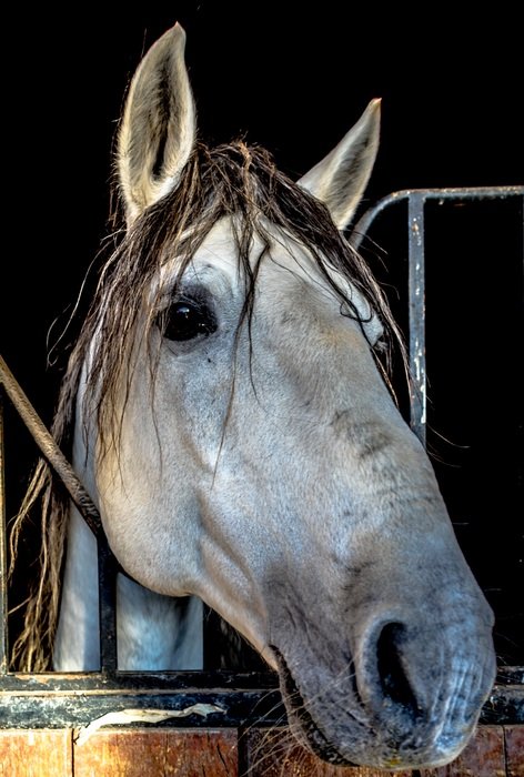 gray horse in the stable