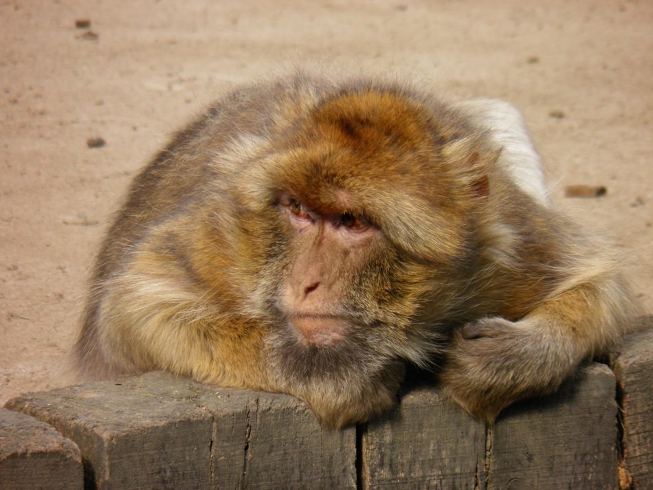 Monkey Animals in the Zoo Prague