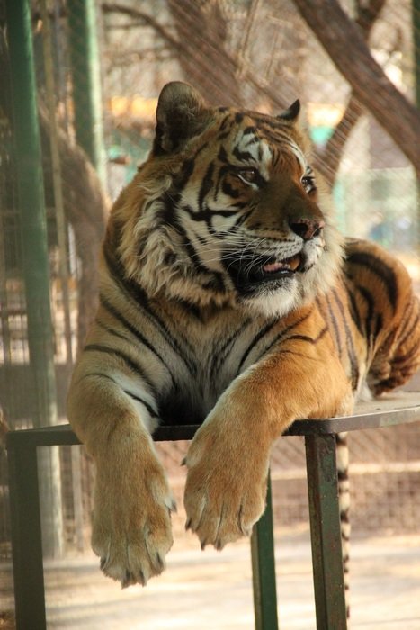 striped tiger resting in a pen in a zoo in Africa