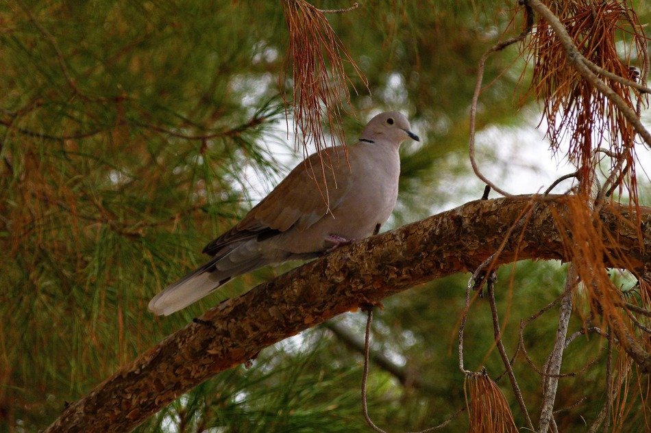 dove on coniferous tree