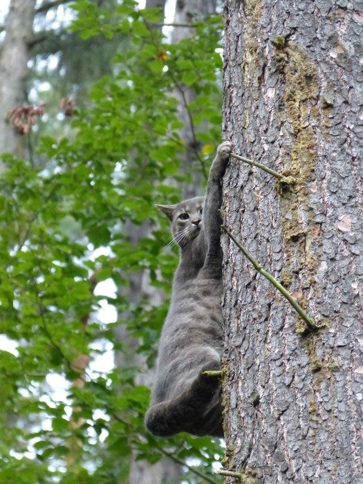 Cat on tree