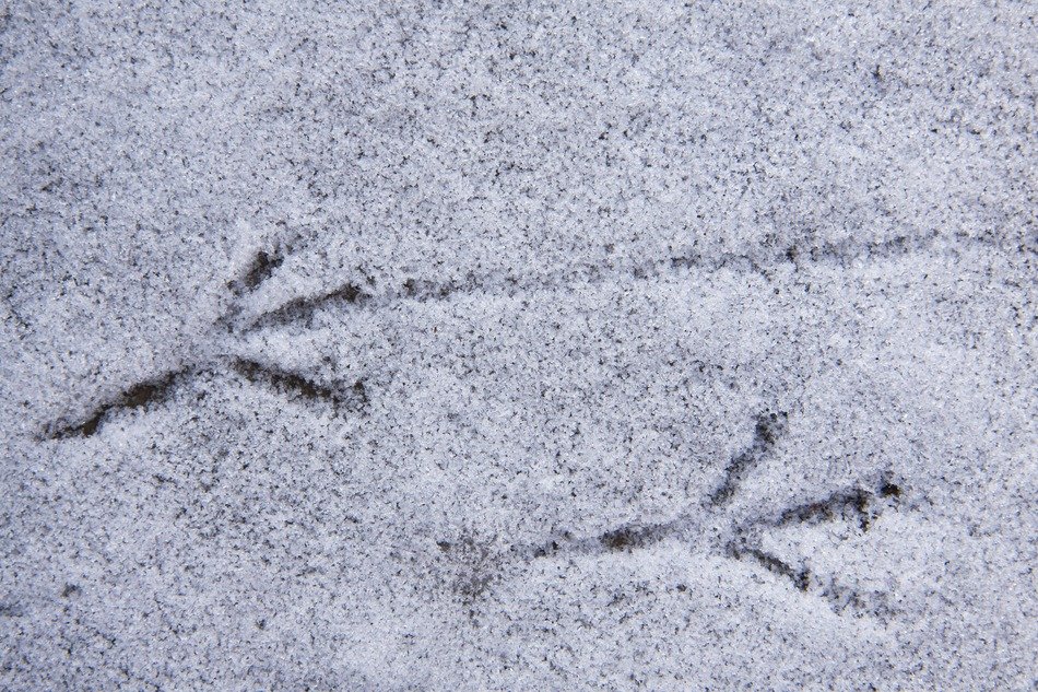 bird track оn the snow