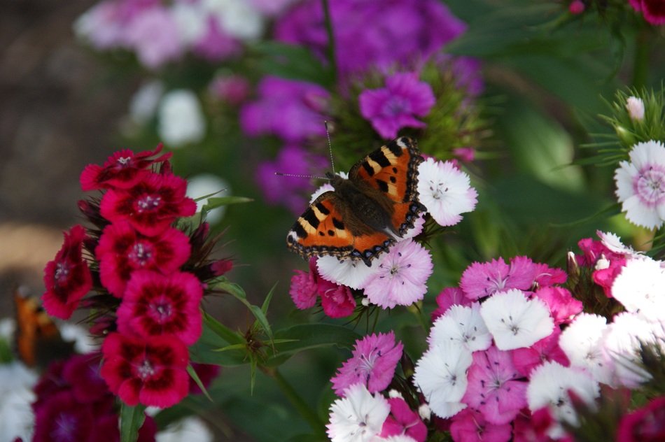 little fox butterfly on garden flowers