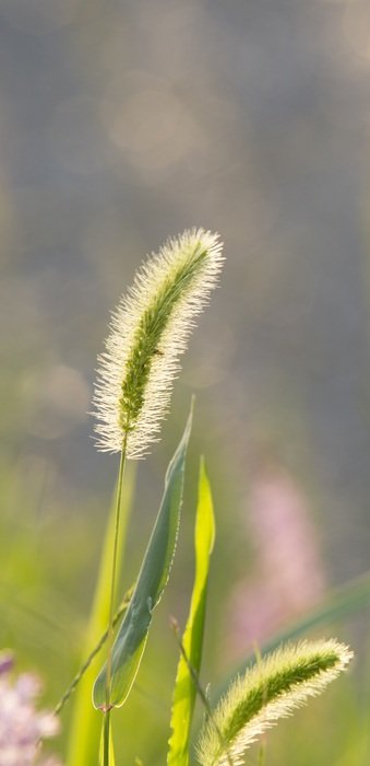 Bristle Grass