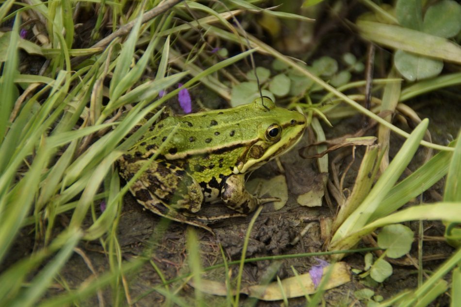 green Frog on ground