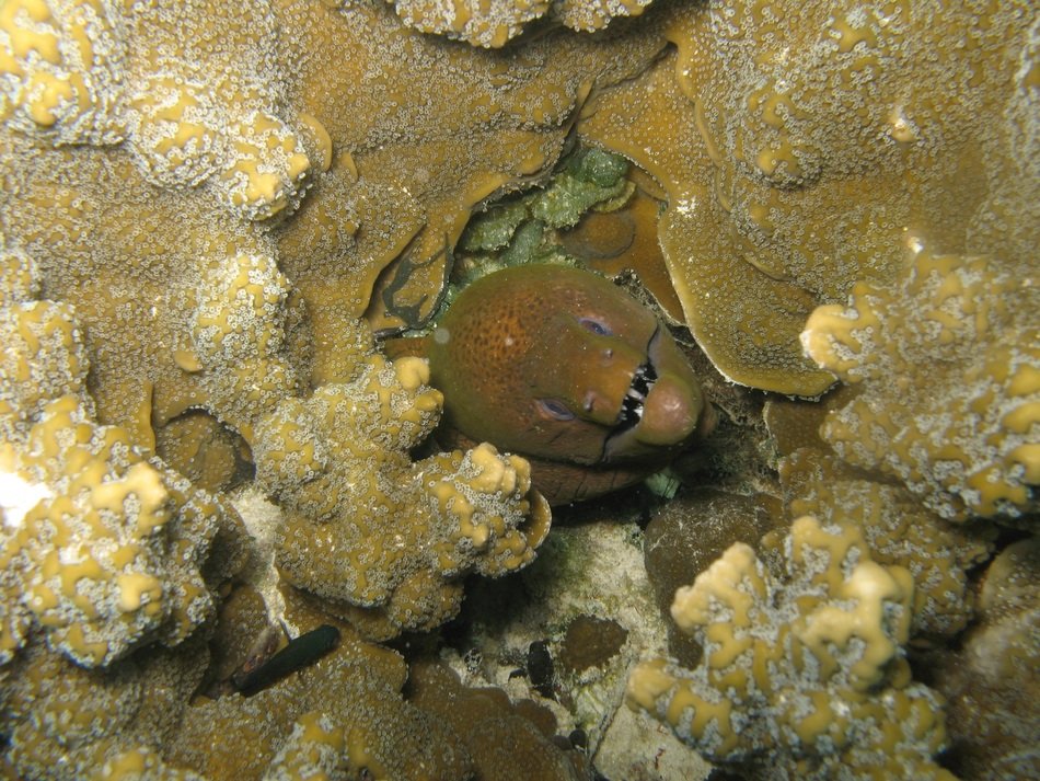 muraena helena in the Mediterranean sea