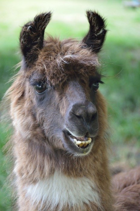 Llama in America