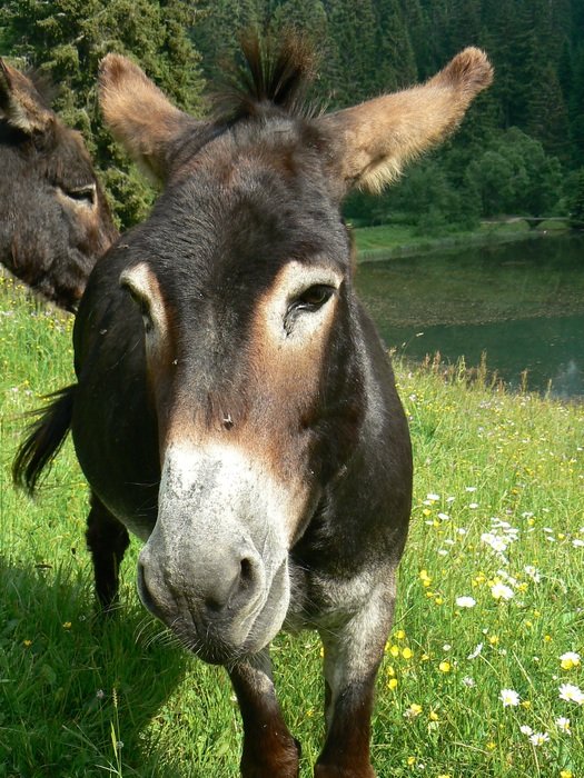 donkey in nature
