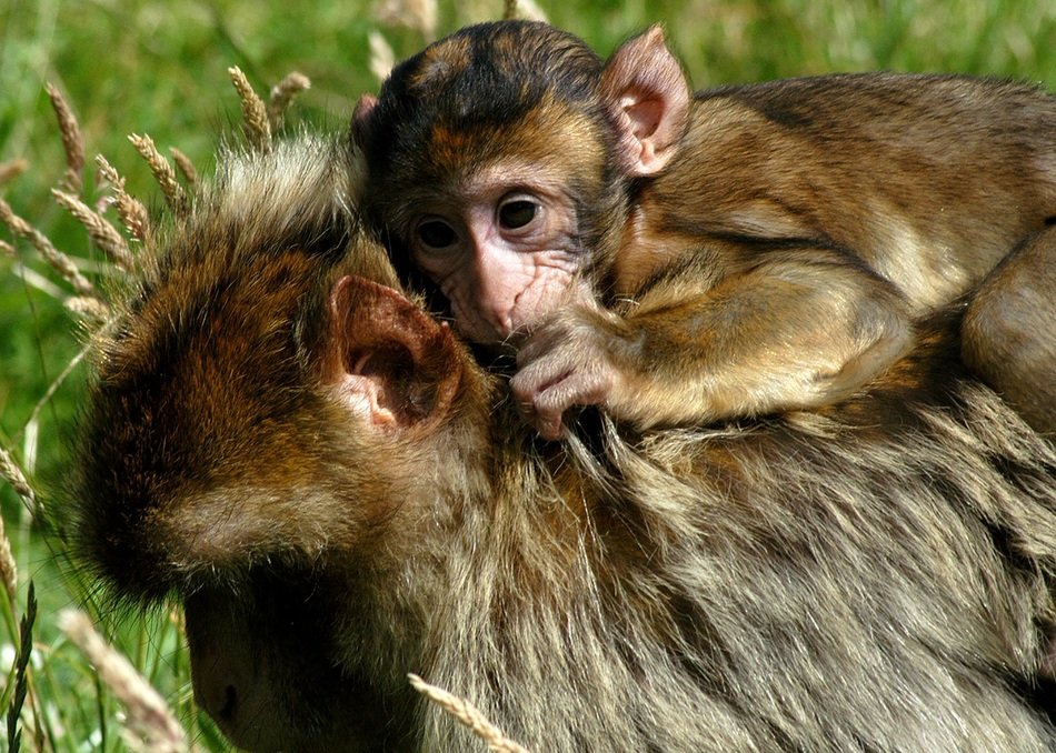 monkey with baby in the wild