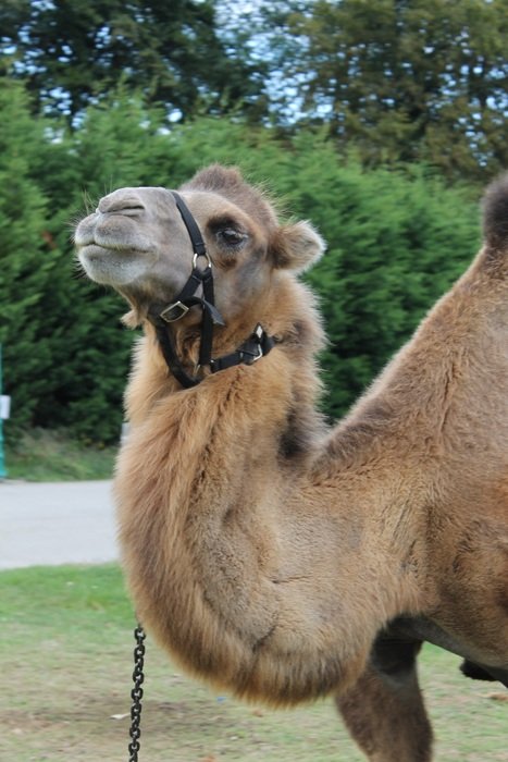 African camel on a leash