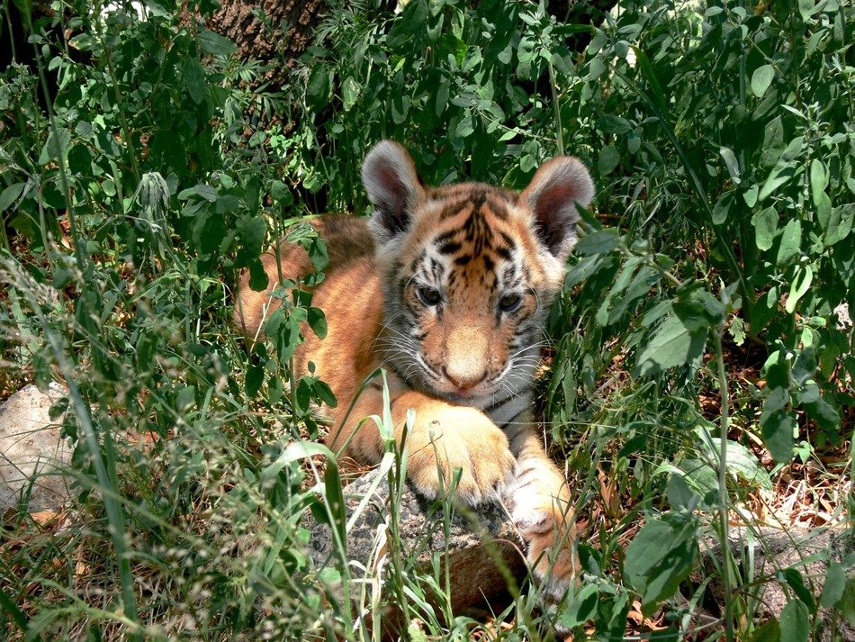 baby tiger plays with its foot