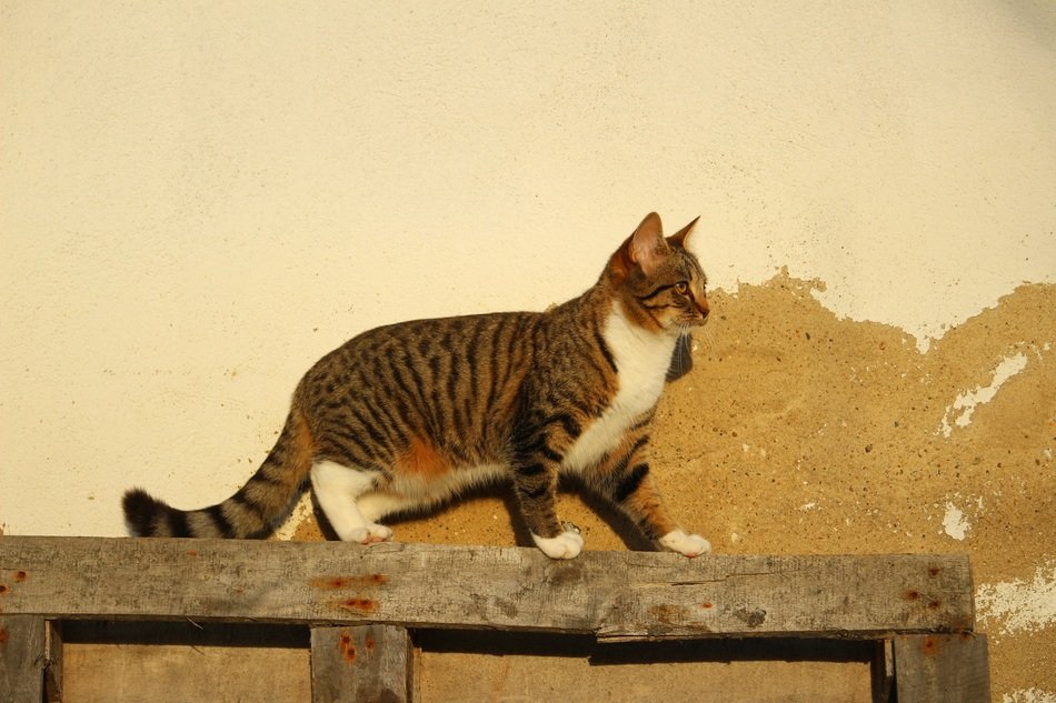 Cat by the Wall