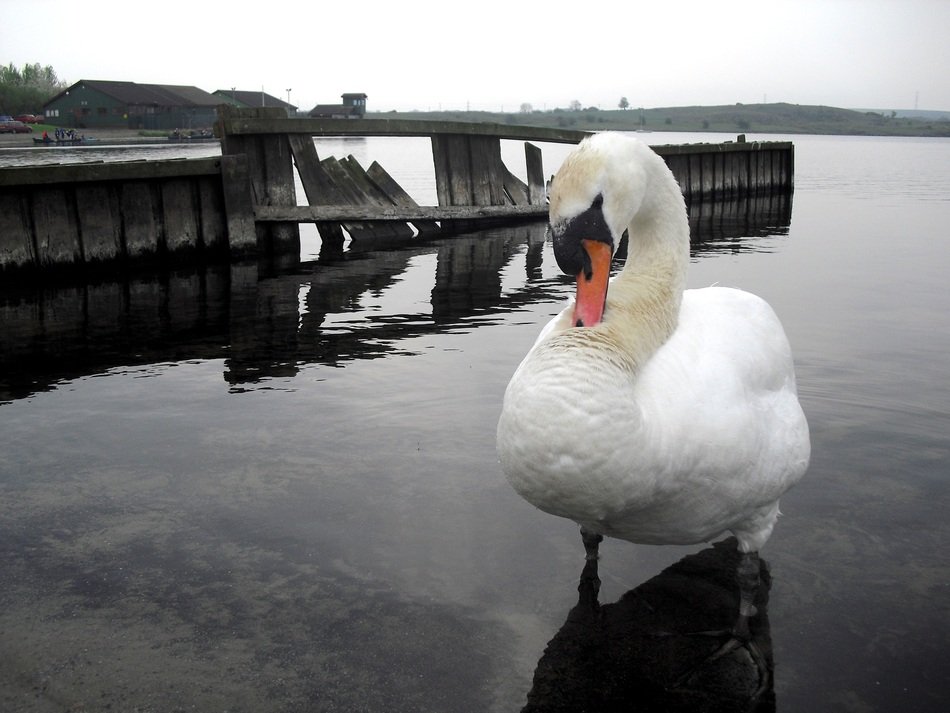 Swan in water