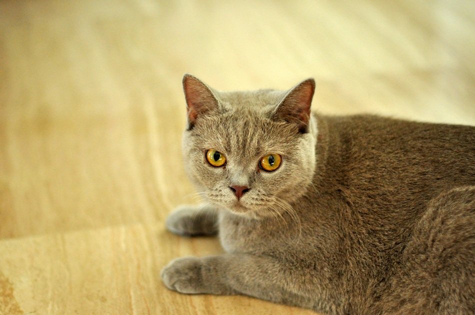 cat of british shorthair breed