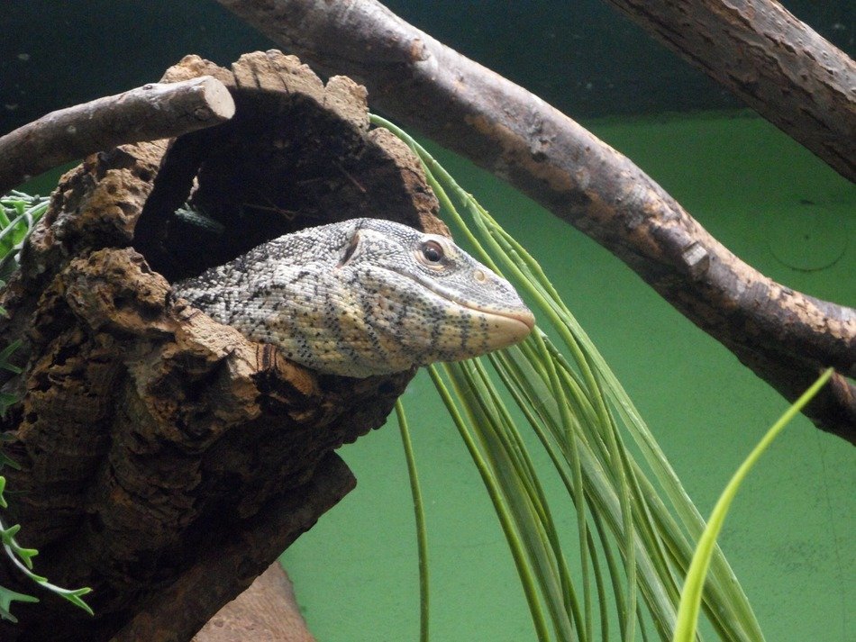 lizard in the hollow of a tree