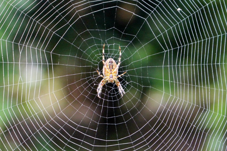 spider on its beautiful web