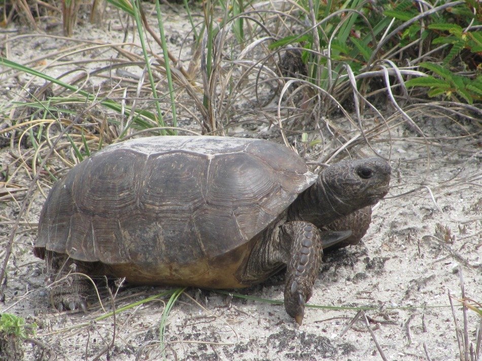 grey Turtle