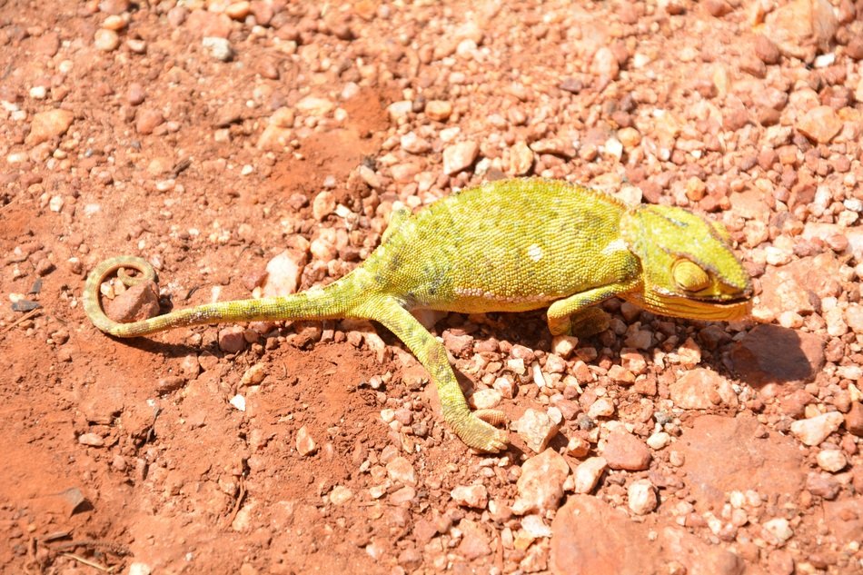 Beautiful and colorful Chameleon on the ground in Africa