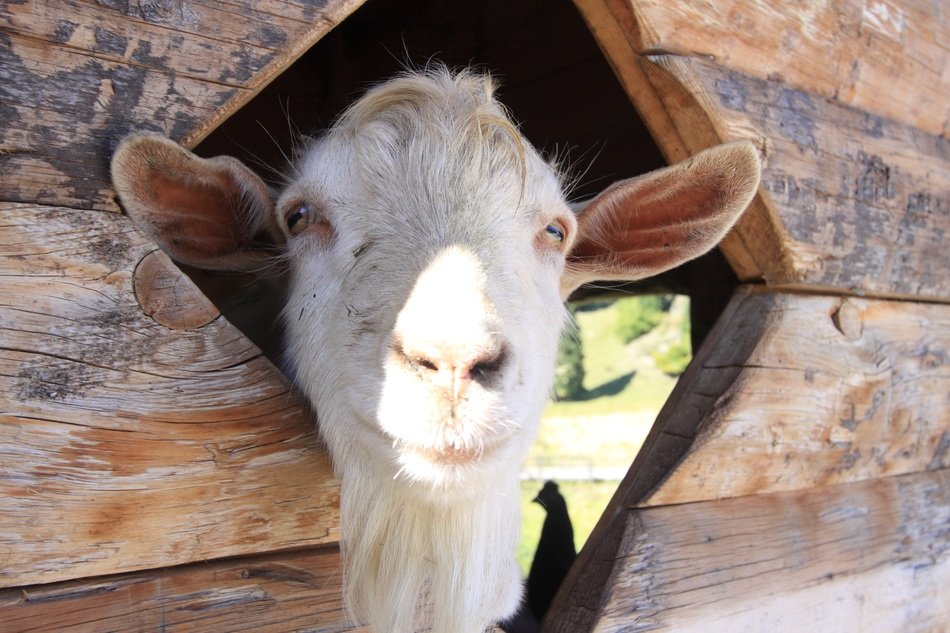 portrait of Capra on a farm