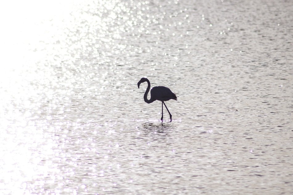 lonely flamingo in shiny water