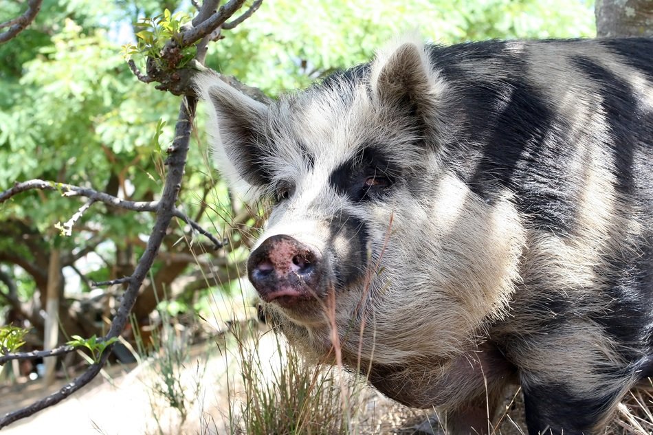 wild boar near the road on a blurred background