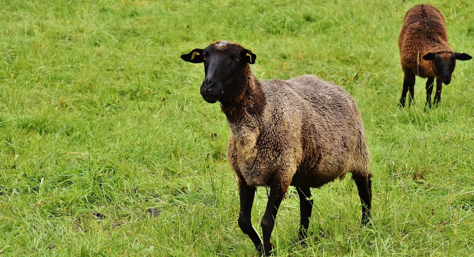 grazing farm sheep on pasture