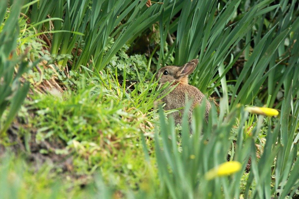 young Bunny on grass among daffodils