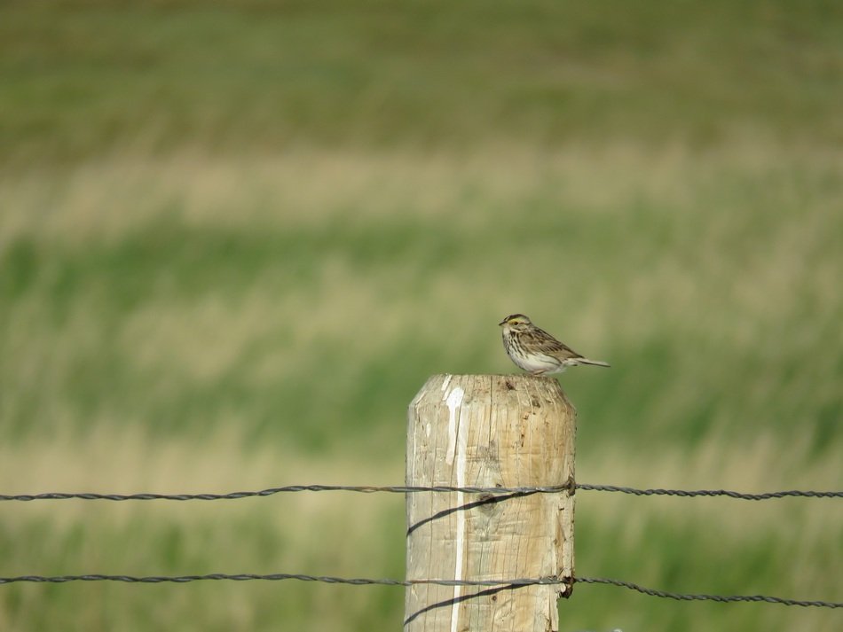 a sparrow sitting on a fence on a background of green grass