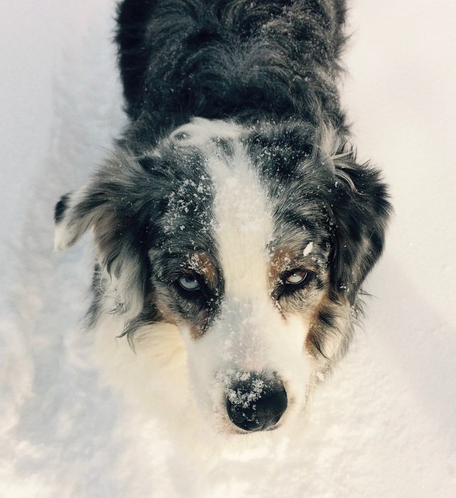 Dog with marble eyes