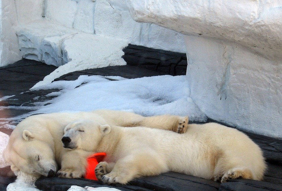 Picture of the sleeping Polar Bears