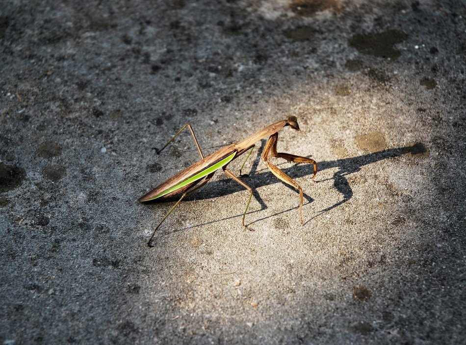 beautiful and amazing Mantis