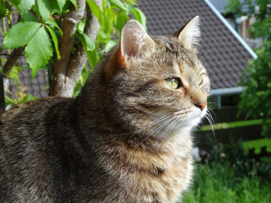 domestic cat on a green tree background