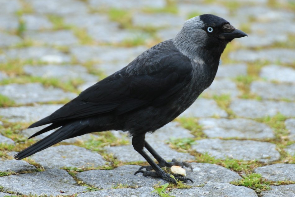 black crow on the pavement