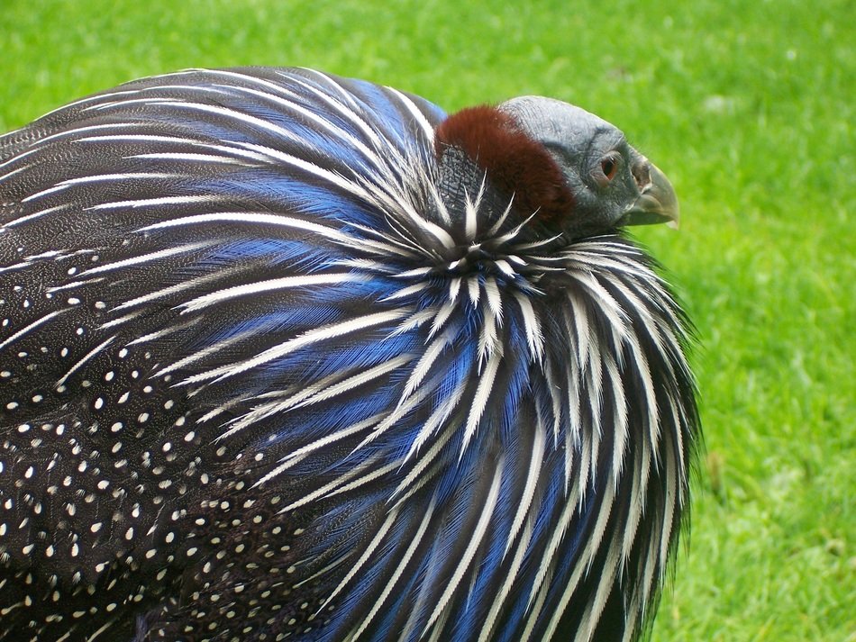 Vulture Bird with Iridescent Feather