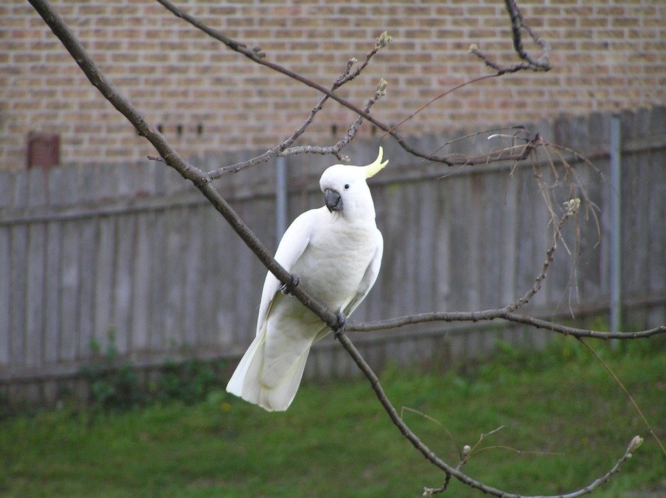 Cockatoo Branch Tree
