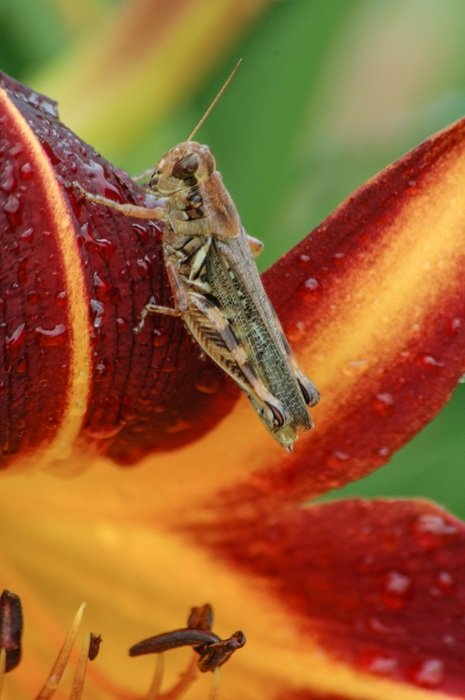 daylily with grasshopper