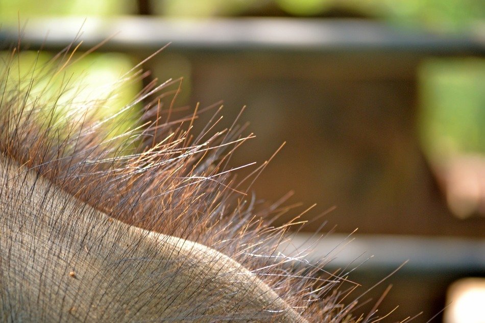elephant body hair