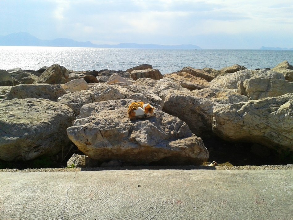 rocks near the water in naples, sleeping cat