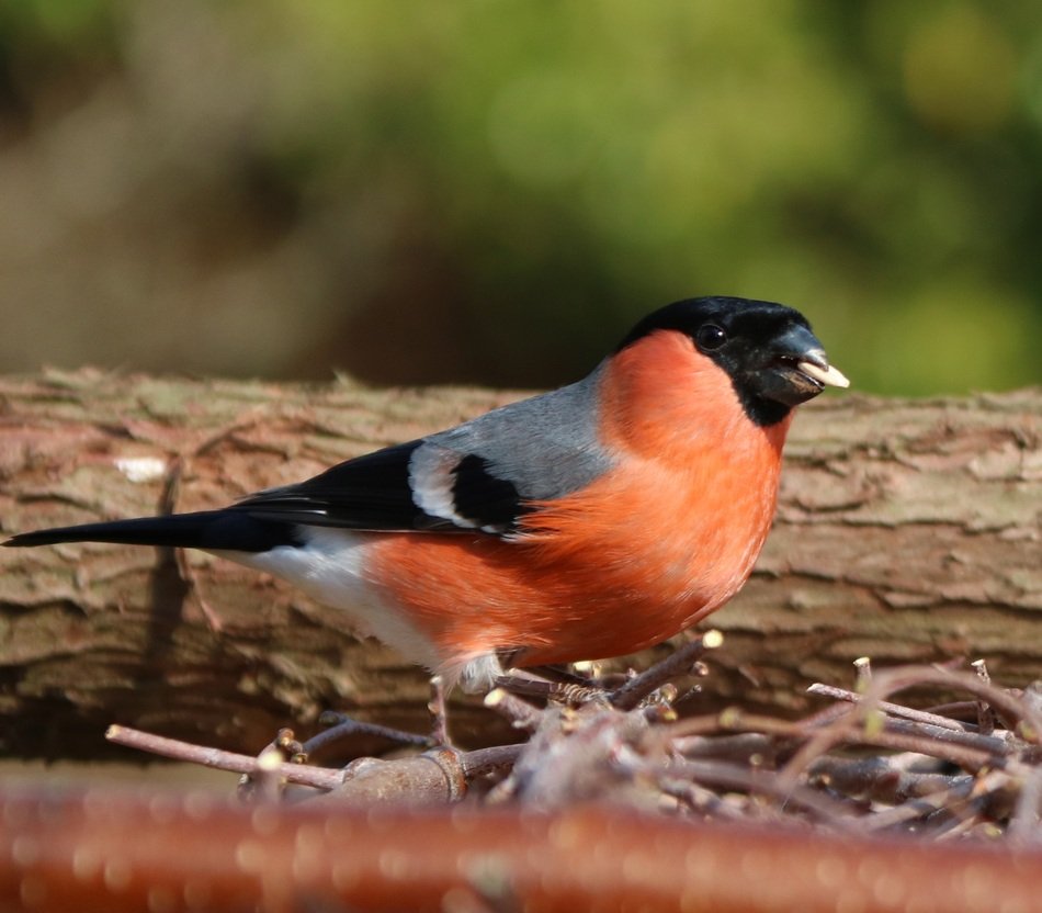 bullfinch in the garden