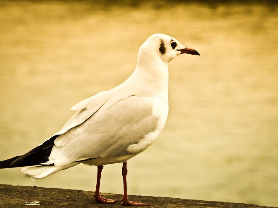 white seagull on the ground