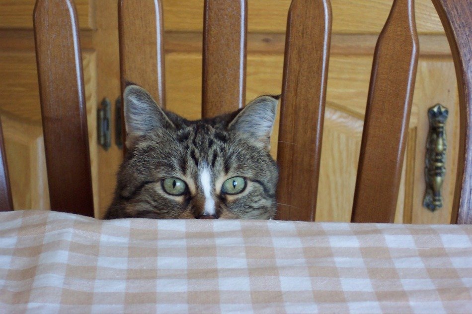 cat Peeps at the dinner table