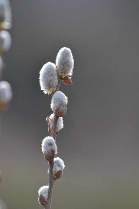 willow branch on blurry background