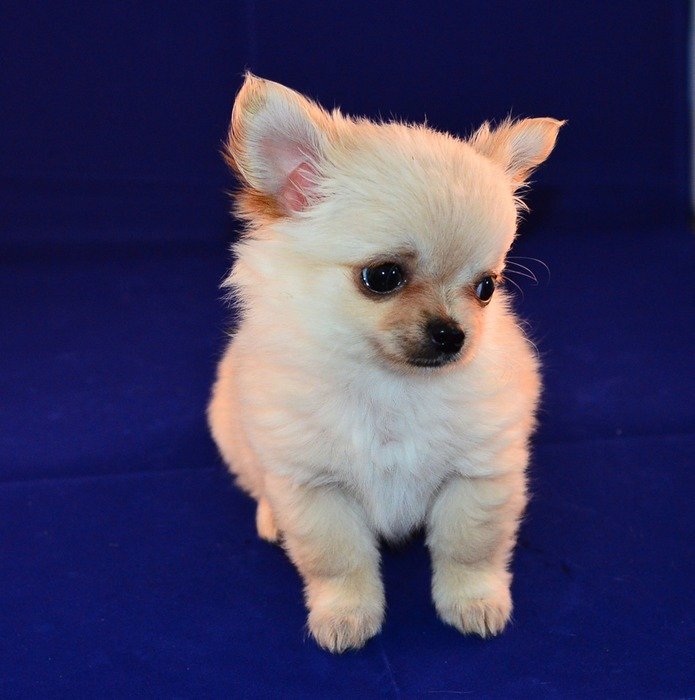 white chihuahua puppy on blue background