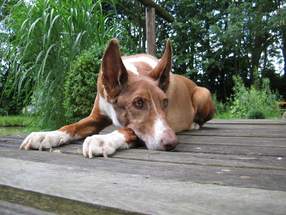 photo portrait of a greyhound in Spain